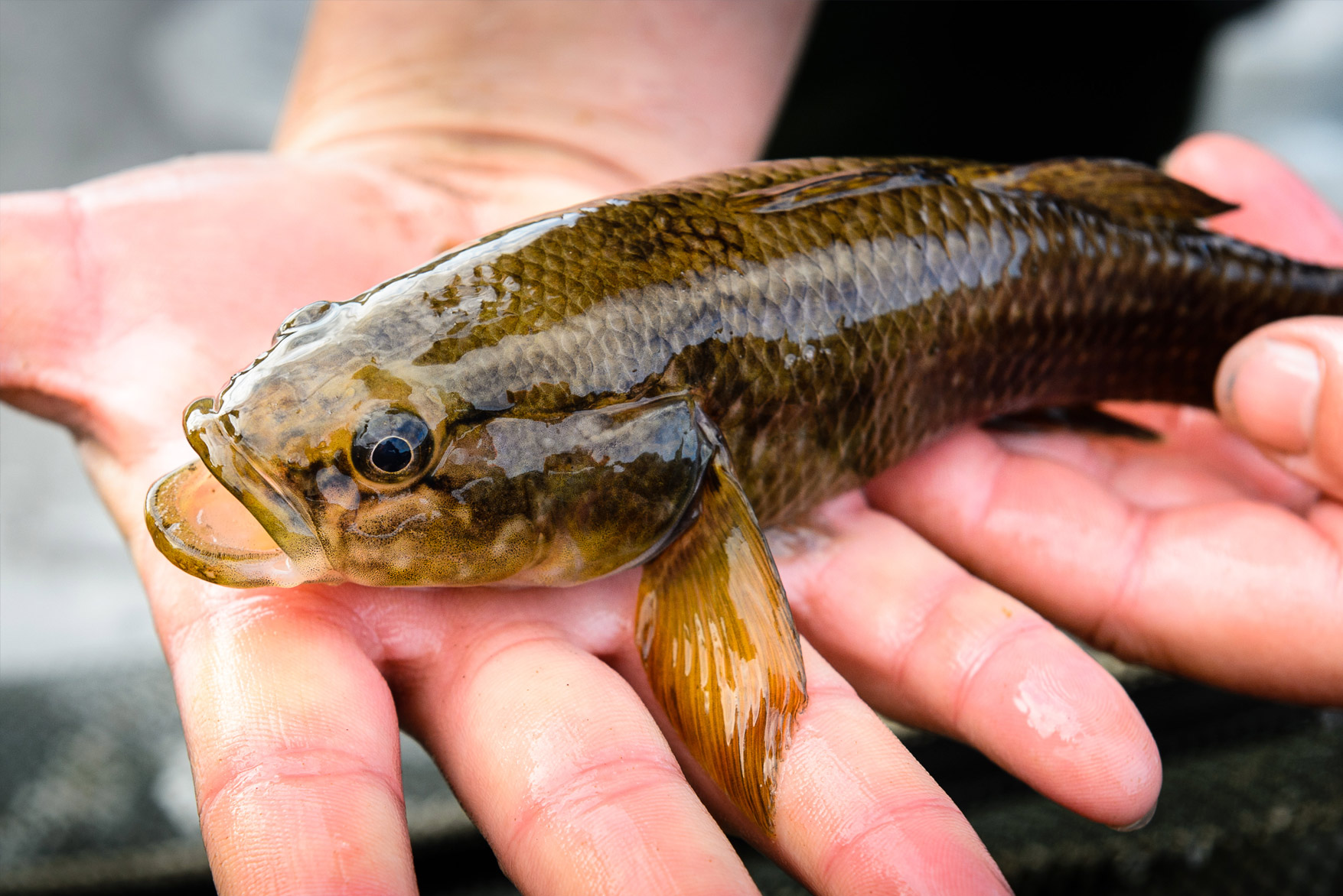 Kaska Fish MacKays to Peka Peka Expressway | Boffa Miskell